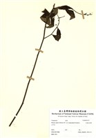 藏品(大頭艾納香)的圖片